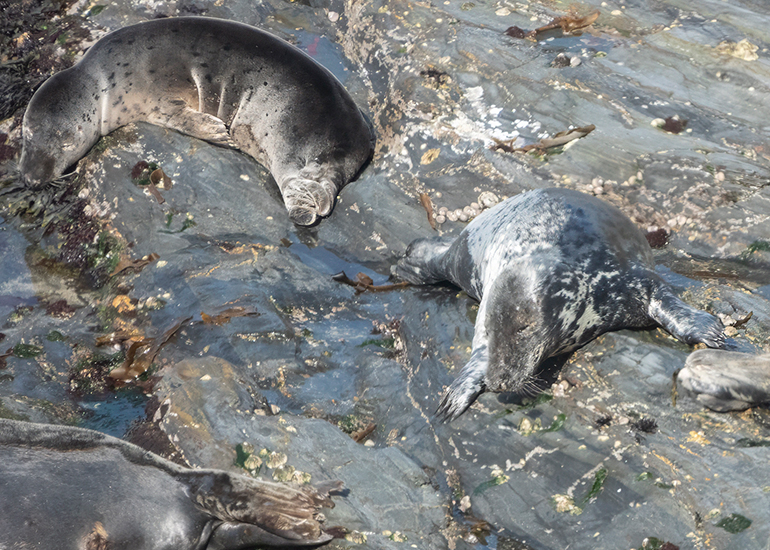 Seals in the Wild - West Cornwall - 21st May 2026