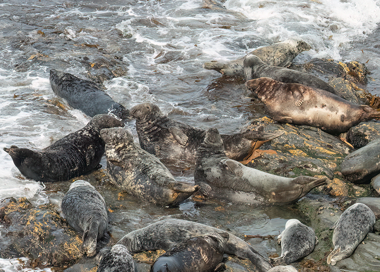 Seals in the Wild - West Cornwall - 21st May 2026