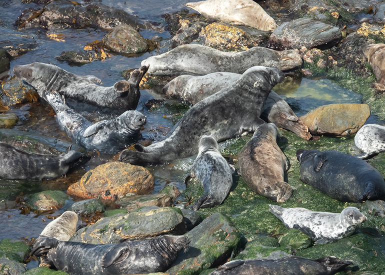 Seals in the Wild - West Cornwall - 21st May 2026