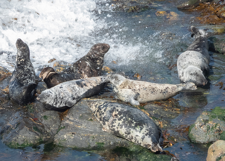 Seals in the Wild - West Cornwall - 21st May 2026