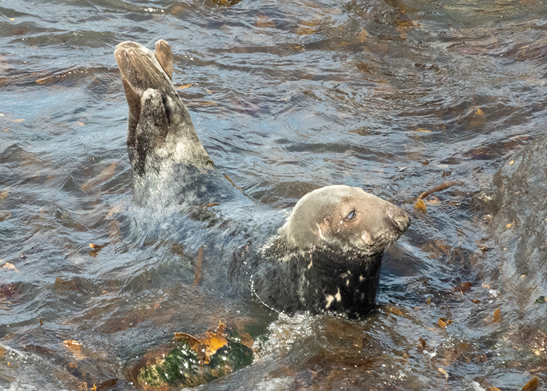 Seals in the Wild - West Cornwall - 21st May 2026
