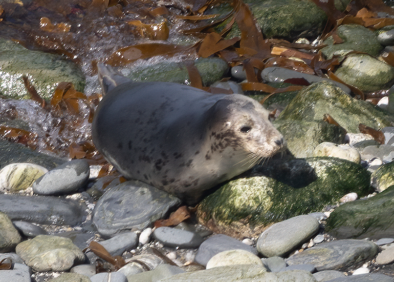 Seals in the Wild - West Cornwall - 21st May 2026