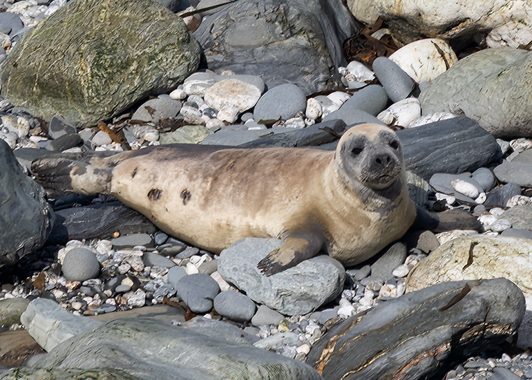 Seals in the Wild - West Cornwall - 21st May 2026
