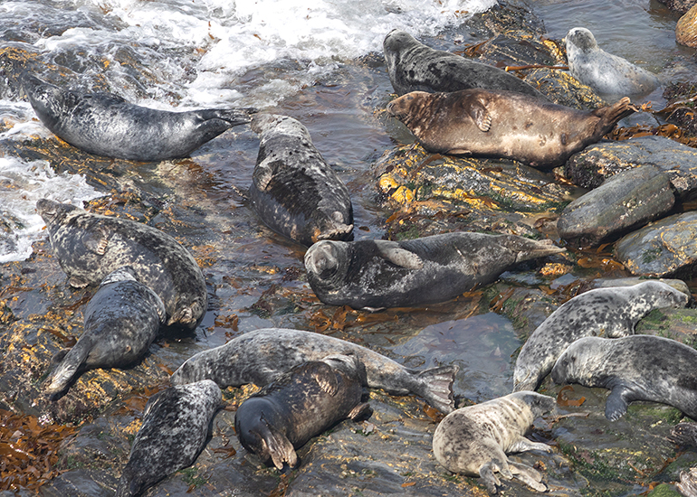 Seals in the Wild - West Cornwall - 21st May 2026