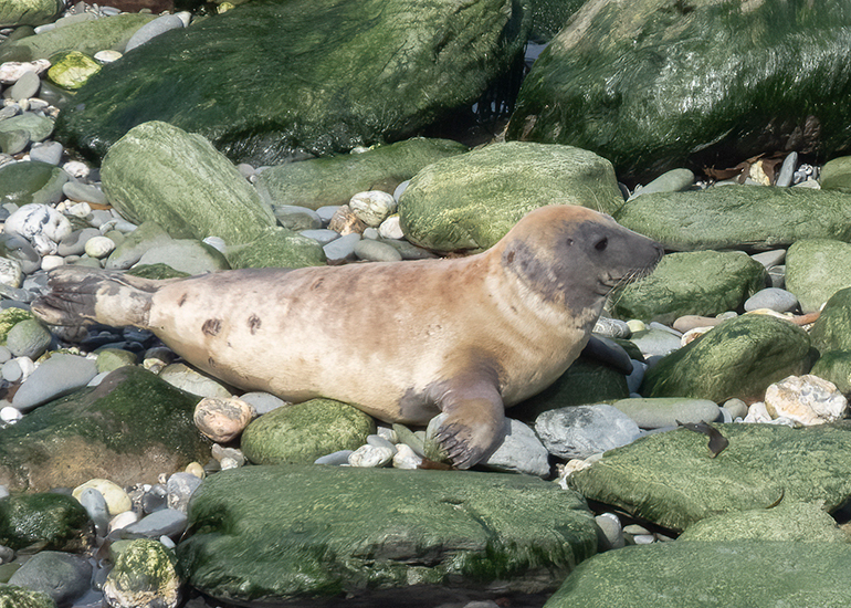 Seals in the Wild - West Cornwall - 21st May 2026
