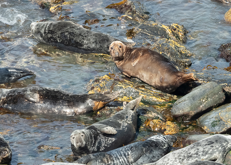 Seals in the Wild - West Cornwall - 21st May 2026