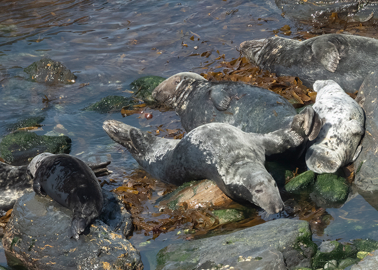 Seals in the Wild - West Cornwall - 21st May 2026