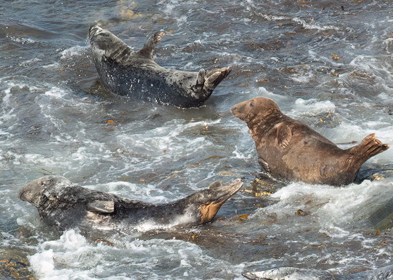 Seals in the Wild - West Cornwall - 21st May 2026