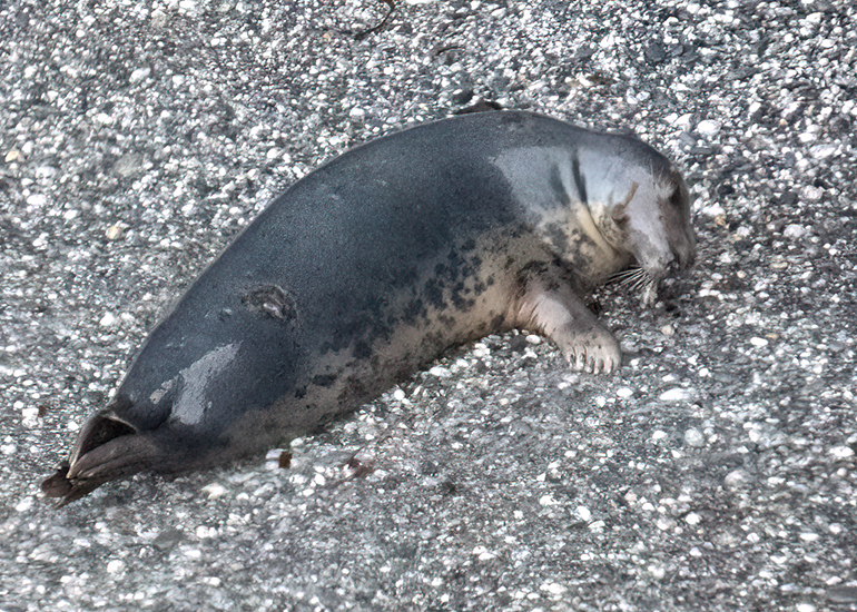 Seals in the Wild - West Cornwall  - 6th October 2026