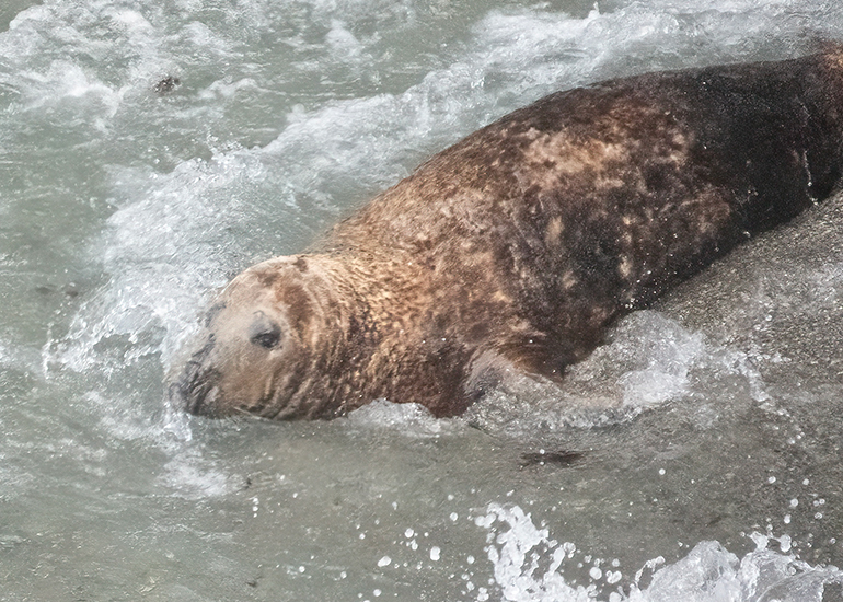 Seals in the Wild - West Cornwall  - 6th October 2026