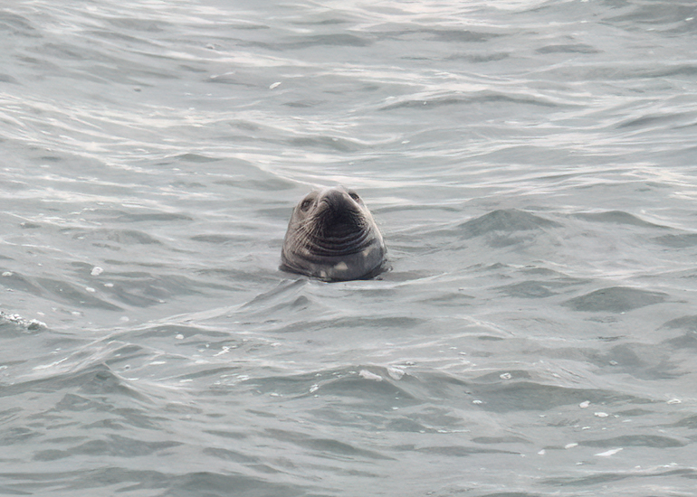 Seals in the Wild - West Cornwall  - 6th October 2026
