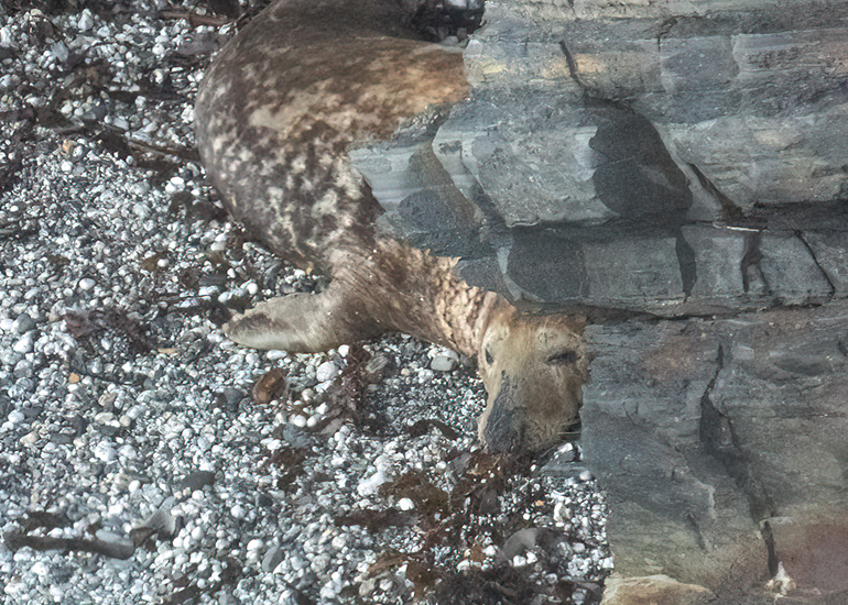 Seals in the Wild - West Cornwall  - 6th October 2026