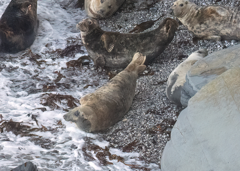 Seals in the Wild - West Cornwall  - 6th October 2026