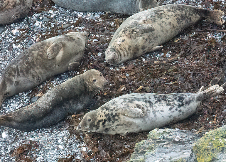 Seals in the Wild - West Cornwall  - 6th October 2026