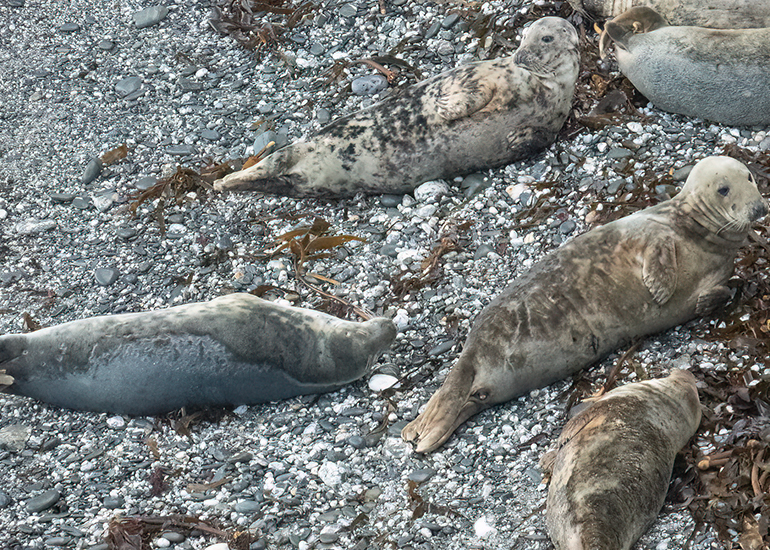 Seals in the Wild - West Cornwall  - 6th October 2026