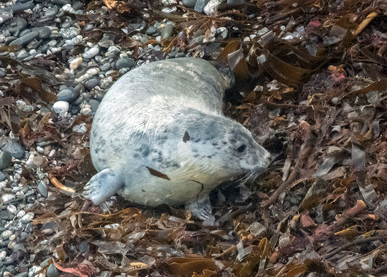 Seals in the Wild - West Cornwall  - 6th October 2026