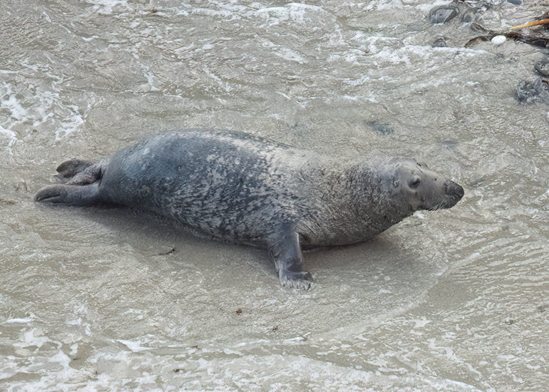 Seals in the Wild - West Cornwall  - 6th October 2026
