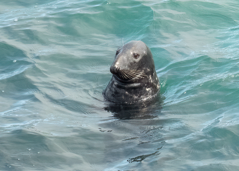 Seals in the Wild