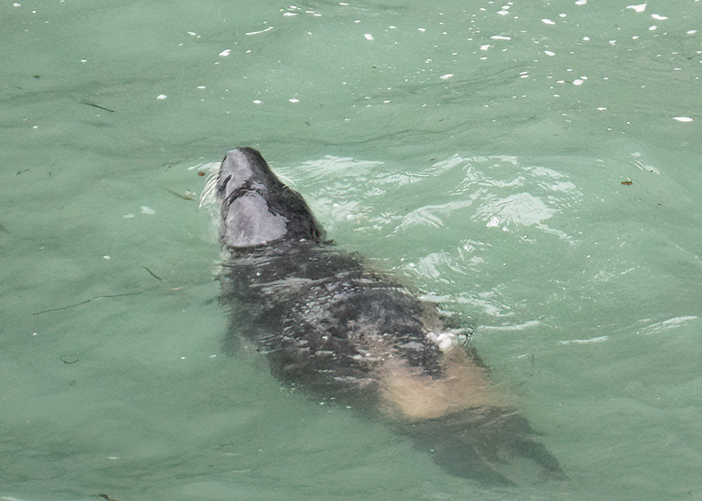 Seals in the Wild