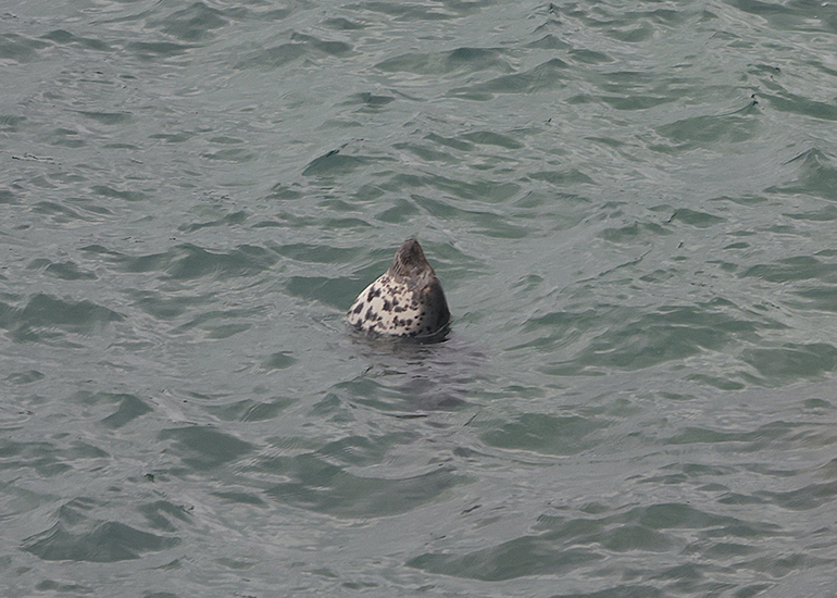 Seals in the Wild