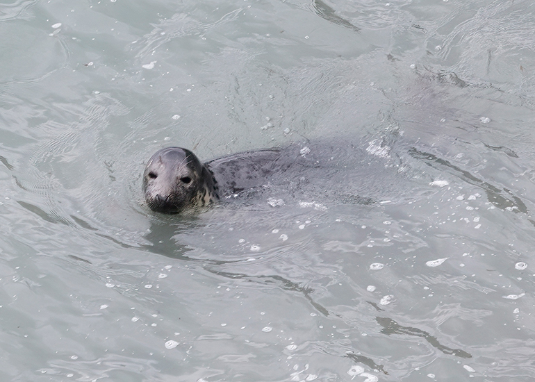 Seals in the Wild