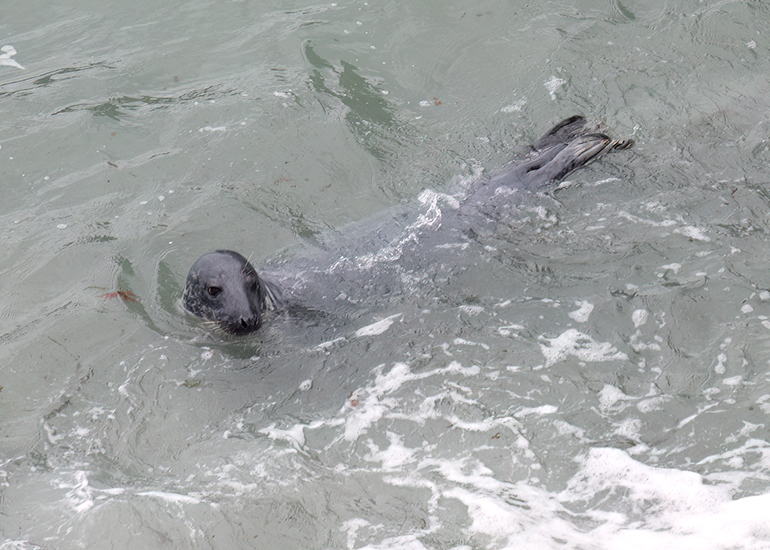 Seals in the Wild