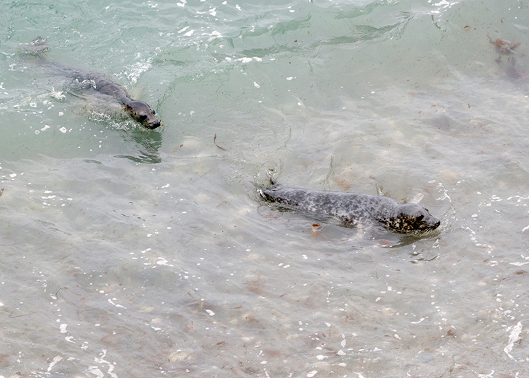 Seals in the Wild