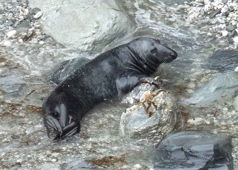 Seals in the Wild