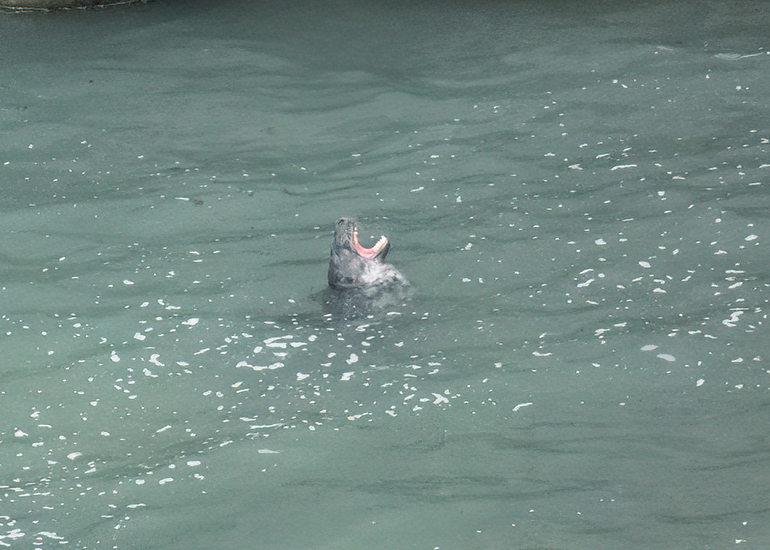 Seals in the Wild