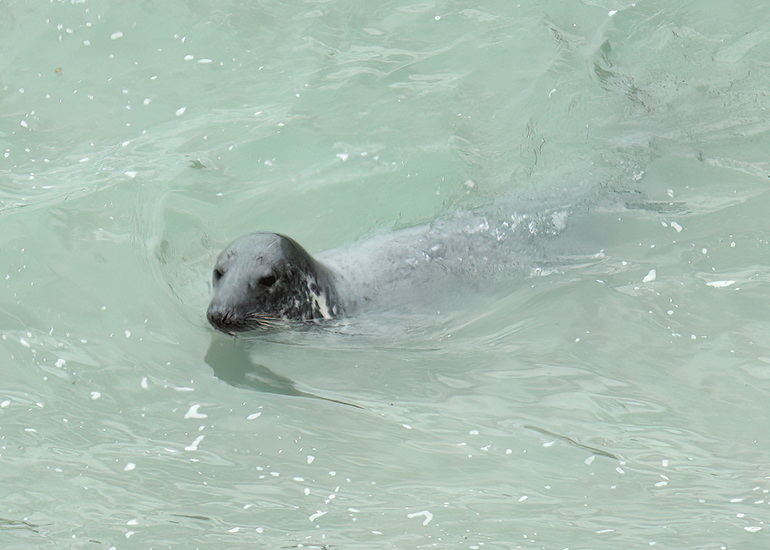 Seals in the Wild