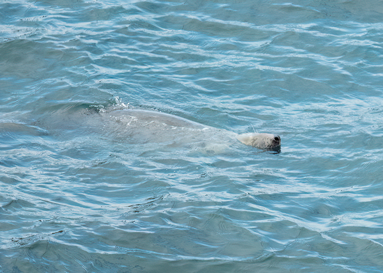 Seals in the Wild