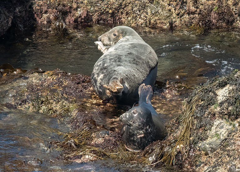 Seals in the Wild - North Cornwall