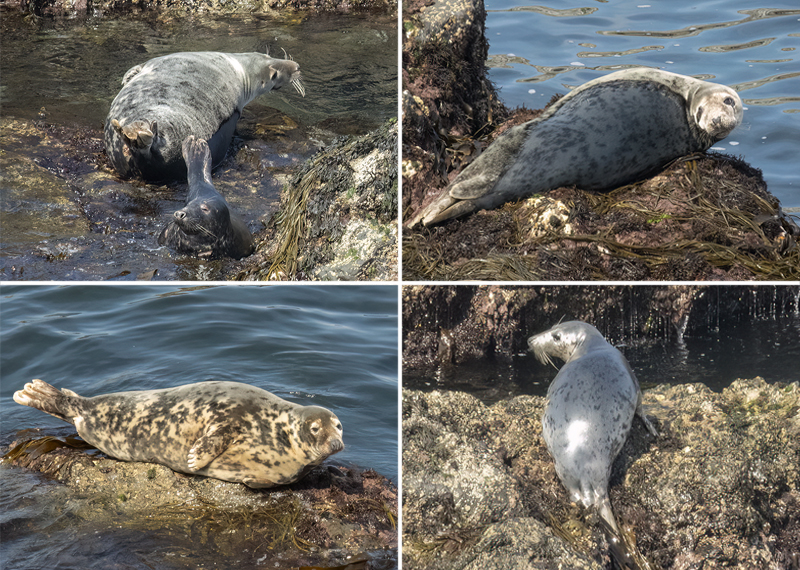 Seals in the wild - August 2025