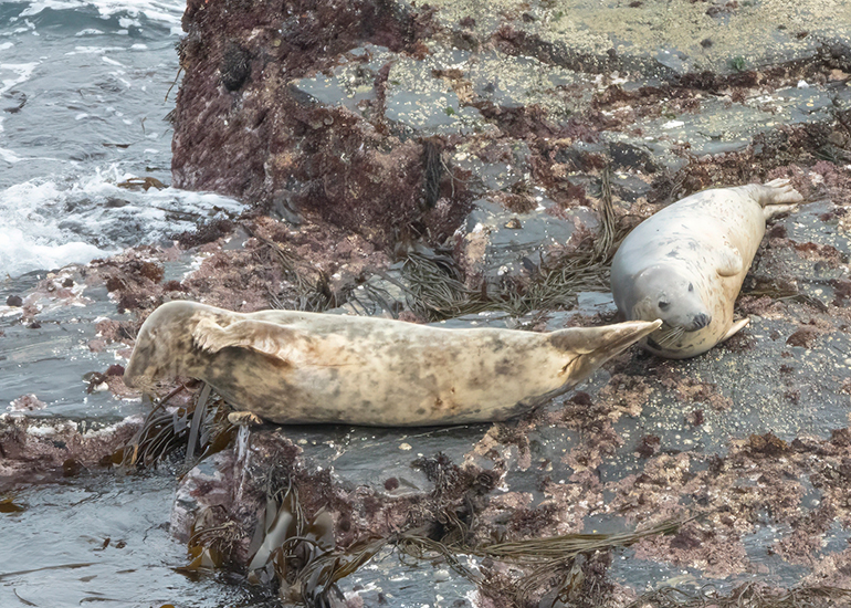 Seals in the Wild - Lizard Peninsula