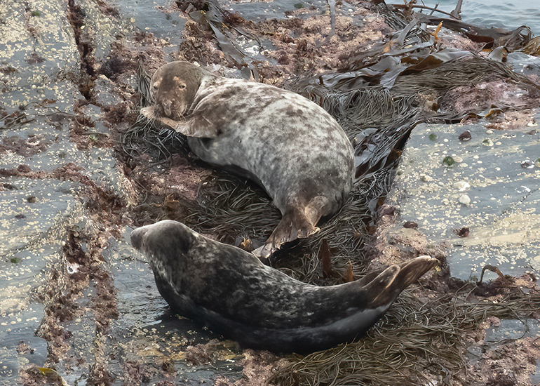 Seals in the Wild - Lizard Peninsula