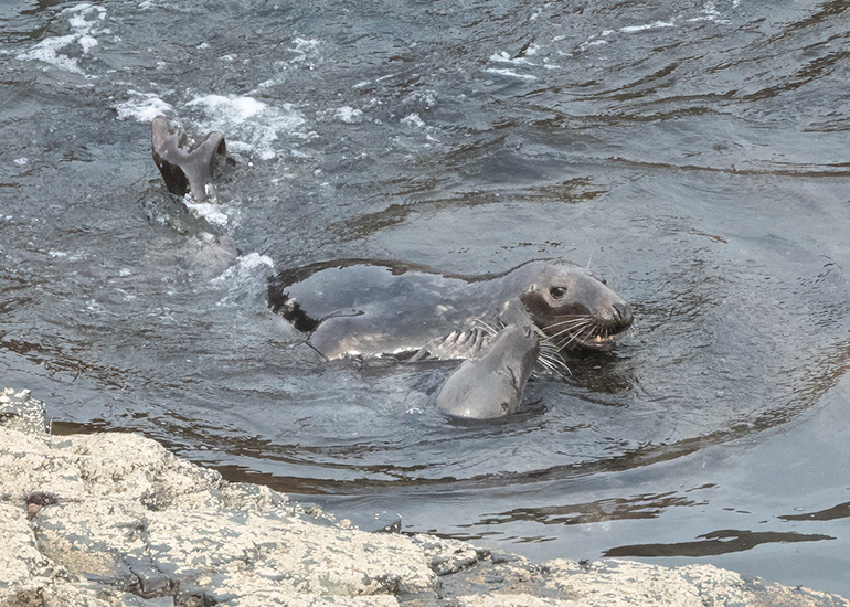 Seals in the Wild - Lizard Peninsula
