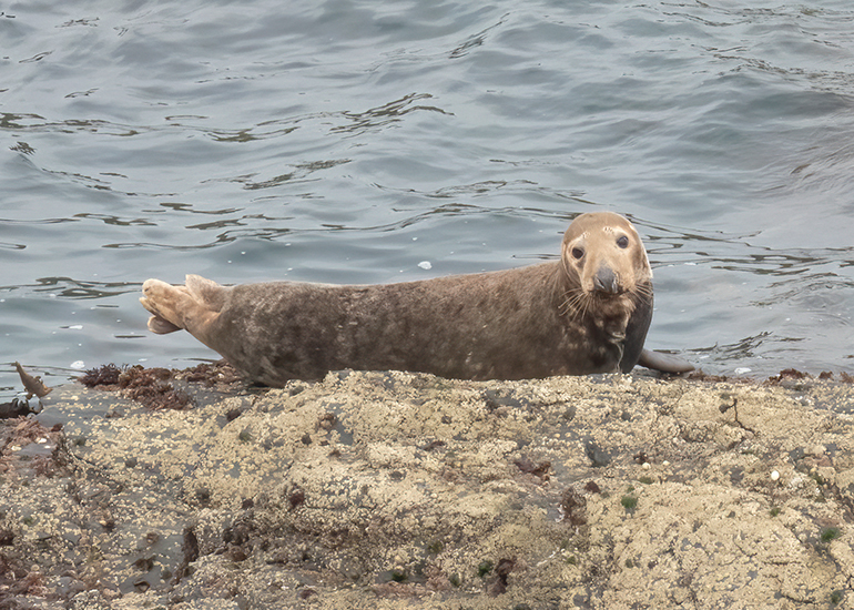 Seals in the Wild - Lizard Peninsula