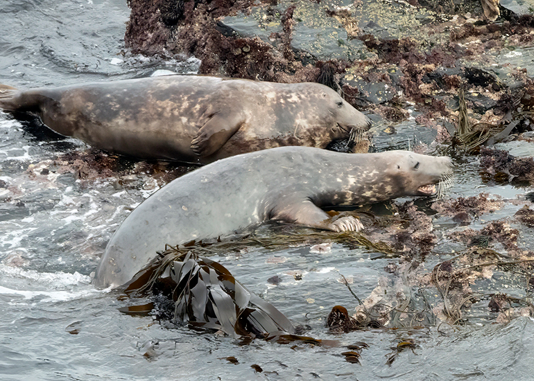Seals in the Wild - Lizard Peninsula