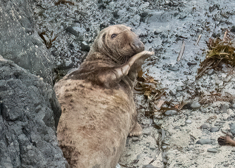 Seals in the Wild - Lizard Peninsula