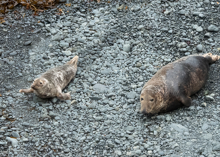 Seals in the Wild - Lizard Peninsula