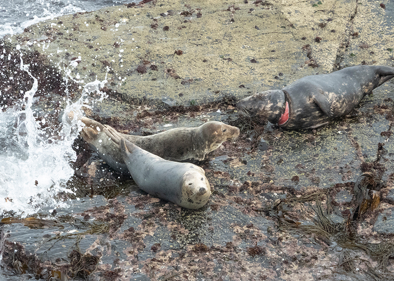 Seals in the Wild - Lizard Peninsula
