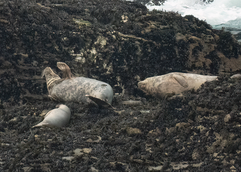 Seals in the Wild - Lizard Peninsula