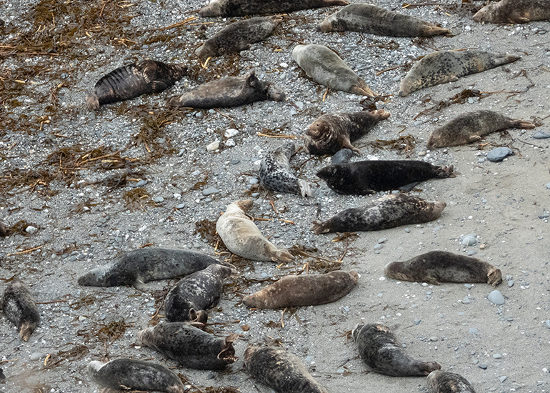 Seals in the Wild - Lizard Peninsula