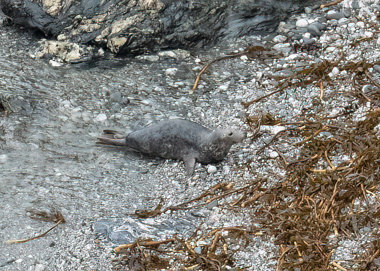 Seals in the Wild - Lizard Peninsula