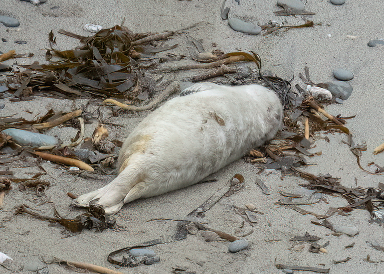 Seals in the Wild - Lizard Peninsula