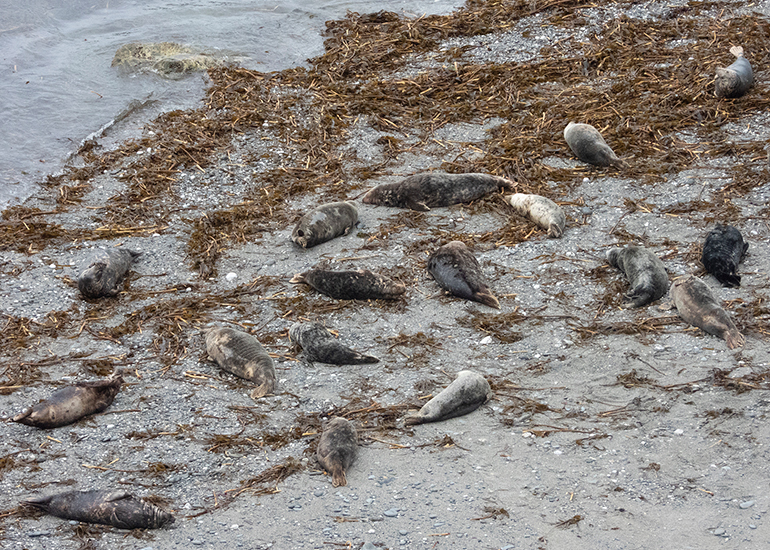 Seals in the Wild - Lizard Peninsula