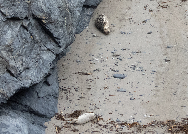 Seals in the Wild - Lizard Peninsula