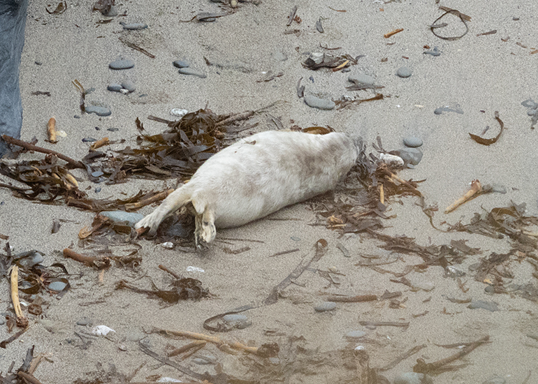 Seals in the Wild - Lizard Peninsula