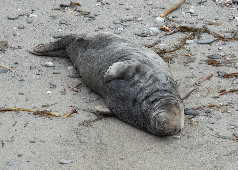 Seals in the Wild - Lizard Peninsula