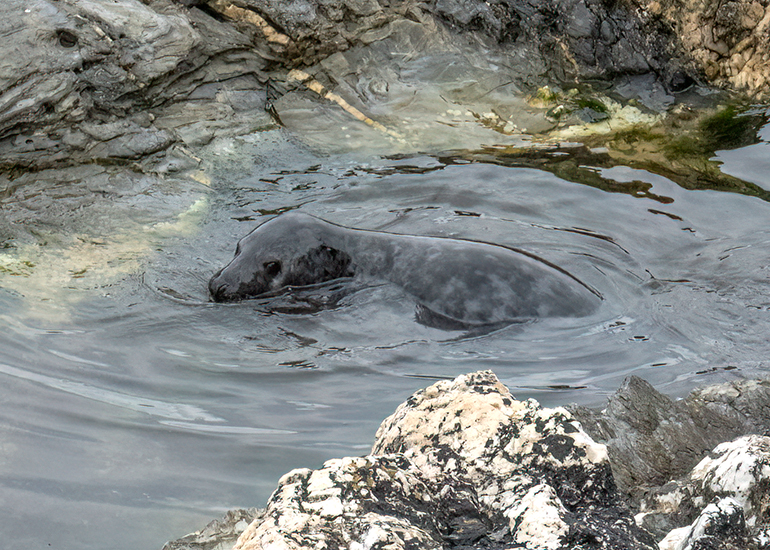 Seals in the Wild - Lizard Peninsula